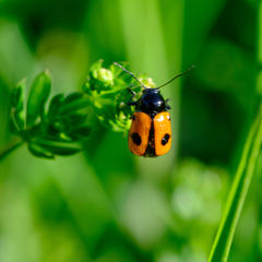 Cryptocephalus bipunctatus