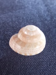 Ethminolia probabilis