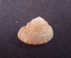 Ethminolia probabilis