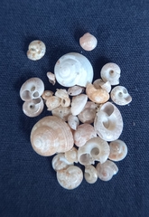 Ethminolia probabilis