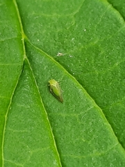 Psylloidea