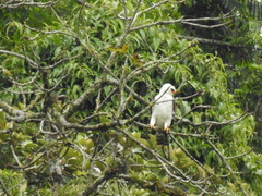 Spizaetus melanoleucus