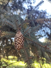 Picea likiangensis
