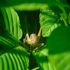 Pholidoptera littoralis