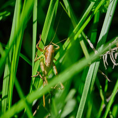 Pholidoptera littoralis