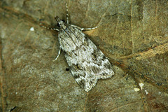 Scoparia ambigualis