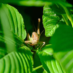 Pholidoptera littoralis