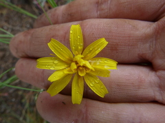 Microseris nutans