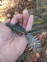 Picea likiangensis