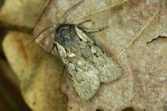 Lycophotia molothina