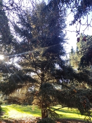 Picea likiangensis