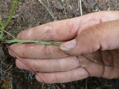 Microseris nutans