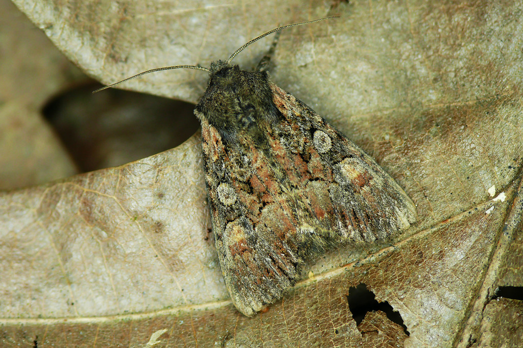 Lacanobia aliena