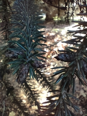 Picea likiangensis
