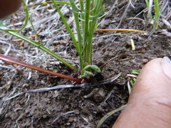 Microseris nutans