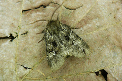 Pachetra sagittigera