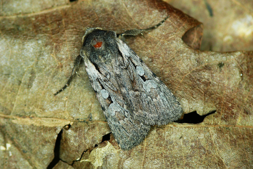 Lycophotia molothina