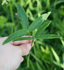 Trifolium montanum