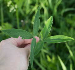 Trifolium montanum