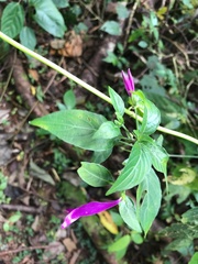 Justicia carnea