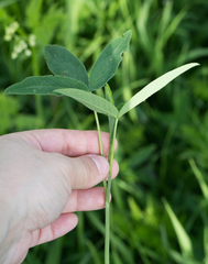 Trifolium montanum
