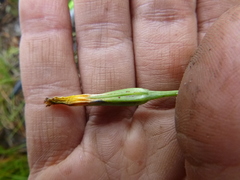 Microseris nutans
