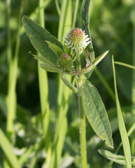Trifolium montanum