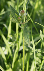 Trifolium montanum