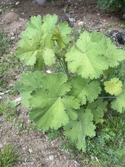 Macleaya cordata
