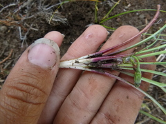 Microseris nutans