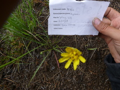 Microseris nutans