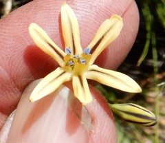 Triteleia ixioides anilina