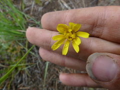 Microseris nutans