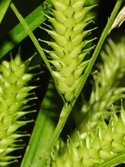 Carex schweinitzii