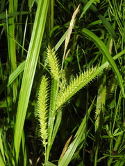 Carex schweinitzii