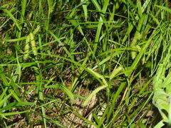 Carex schweinitzii