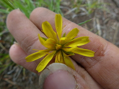 Microseris nutans
