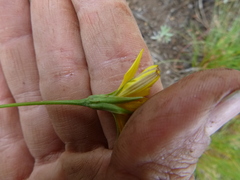 Microseris nutans