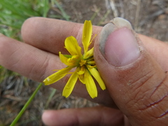 Microseris nutans