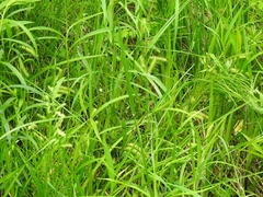 Carex schweinitzii