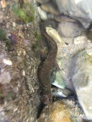 Desmognathus welteri