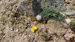 Trichocline dealbata