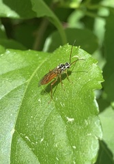 Aglaostigma semiluteum