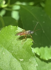 Aglaostigma semiluteum