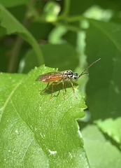 Aglaostigma semiluteum