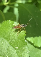 Aglaostigma semiluteum