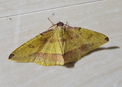 Heterolocha