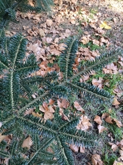 Abies pinsapo marocana