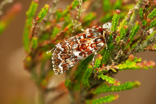 Beautiful Yellow Underwing