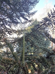 Abies pinsapo marocana